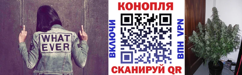 Шишки марихуана план  Дмитровск 